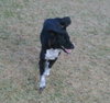 Louise the Border Collie