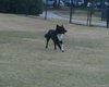 Louise the Border Collie