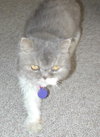 Fluffy the Gray Persian ~ DECLAWED