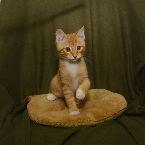 George the orange Tabby