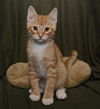 George the orange Tabby