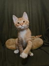 George the orange Tabby