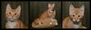 George the orange Tabby