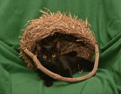 Onyx