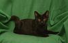 Onyx