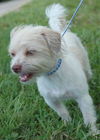 Fiddles the Cairn Terrier