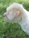 Fiddles the Cairn Terrier