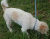 Fiddles the Cairn Terrier