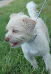 Fiddles the Cairn Terrier