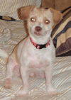 Fiddles the Cairn Terrier