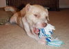 Fiddles the Cairn Terrier