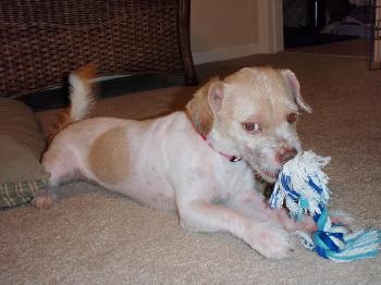 Fiddles the Cairn Terrier