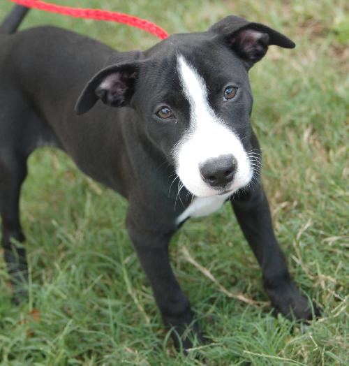 Tennie the Puppy