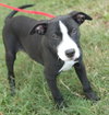 Tennie the Puppy