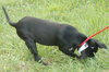 Tennie the Puppy
