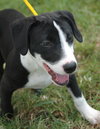 Huxley the Hound