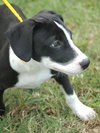Huxley the Hound
