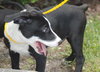 Huxley the Hound