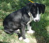 Huxley the Hound