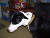 Huxley the Hound