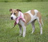 Sadie
