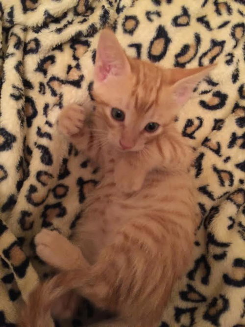 Atticus aka Enzo