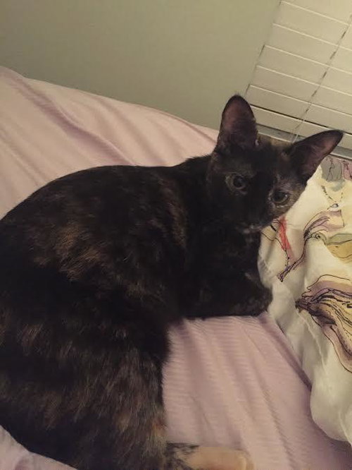 Ally the Tortie