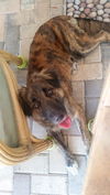 Gracie the Collie Lab blend