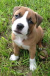 Caramel the Toppings Pup