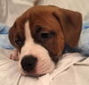 Caramel the Toppings Pup