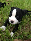 Heath the Toppings Pup