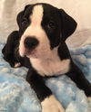 Heath the Toppings Pup