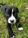 Chocolate the Toppings Pup