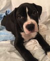 Chocolate the Toppings Pup