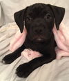 Toffee the Toppings Pup
