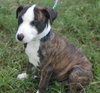 Piper the Puppy