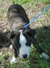 Piper the Puppy