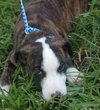 Piper the Puppy