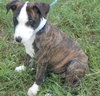 Piper the Puppy