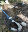 Piper the Puppy