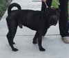 Carlos the Handsome Shar Pei