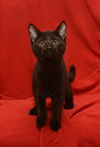 Mavis