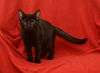 Mavis