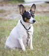 Cricket the Rat Terrier