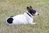 Cricket the Rat Terrier