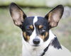 Cricket the Rat Terrier