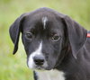 Renly