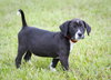 Renly