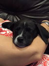Renly