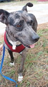 Riley - A Bonded Pair - Mother & Son
